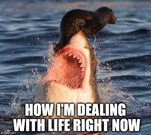 Travelonshark Meme | HOW I'M DEALING WITH LIFE RIGHT NOW | image tagged in memes,travelonshark | made w/ Imgflip meme maker