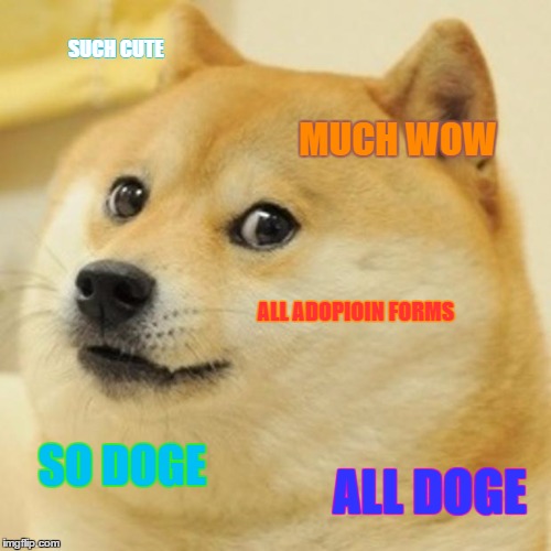 Doge | SUCH CUTE MUCH WOW ALL ADOPIOIN FORMS SO DOGE ALL DOGE | image tagged in memes,doge | made w/ Imgflip meme maker