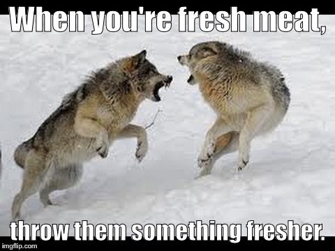 When you're fresh meat, throw them something fresher. | image tagged in fight | made w/ Imgflip meme maker