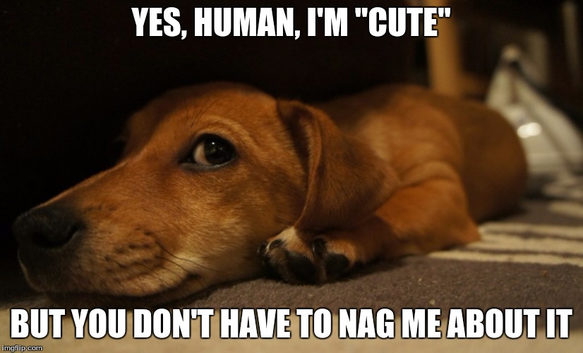 YES, HUMAN, I'M "CUTE" BUT YOU DON'T HAVE TO NAG ME ABOUT IT | image tagged in comedy,humor,cute dog | made w/ Imgflip meme maker
