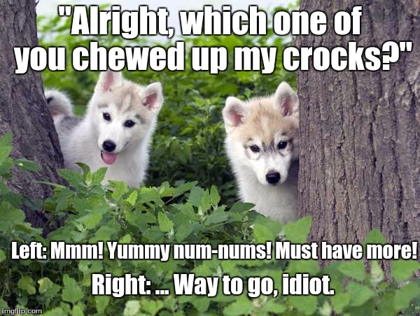 "Alright, which one of you chewed up my crocks?" Left: Mmm! Yummy num-nums! Must have more! Right: ... Way to go, idiot. | image tagged in cute dog,husky,puppy,funny,comedy | made w/ Imgflip meme maker