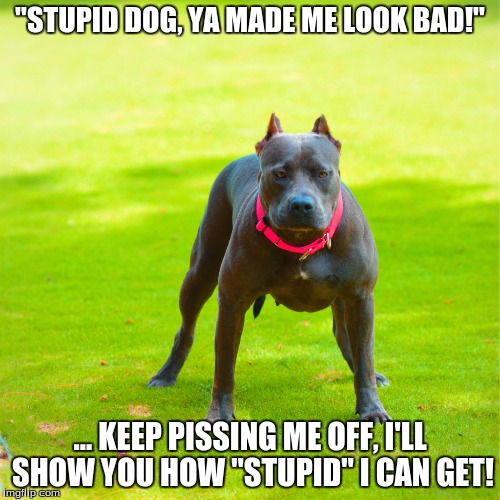 "STUPID DOG, YA MADE ME LOOK BAD!" ... KEEP PISSING ME OFF, I'LL SHOW YOU HOW "STUPID" I CAN GET! | image tagged in pitbull,dark humor,mad dog,parody | made w/ Imgflip meme maker