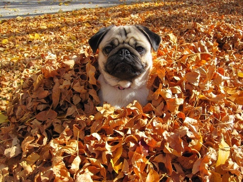 pug in leaves Blank Meme Template