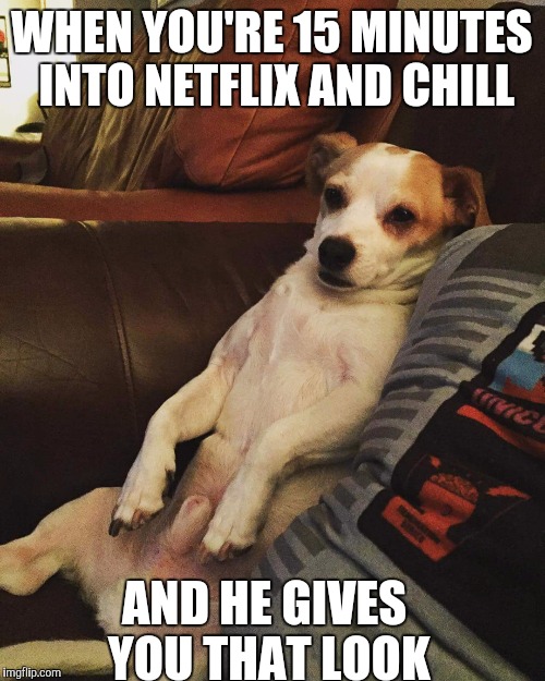 Milkbones and chill | WHEN YOU'RE 15 MINUTES INTO NETFLIX AND CHILL AND HE GIVES YOU THAT LOOK | image tagged in dog,netflix and chill | made w/ Imgflip meme maker