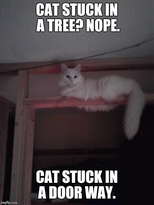 Cat stuck in a door way | CAT STUCK IN A TREE?NOPE. CAT STUCK IN A DOOR WAY. | image tagged in cat stuck,door cat,renovation cat | made w/ Imgflip meme maker