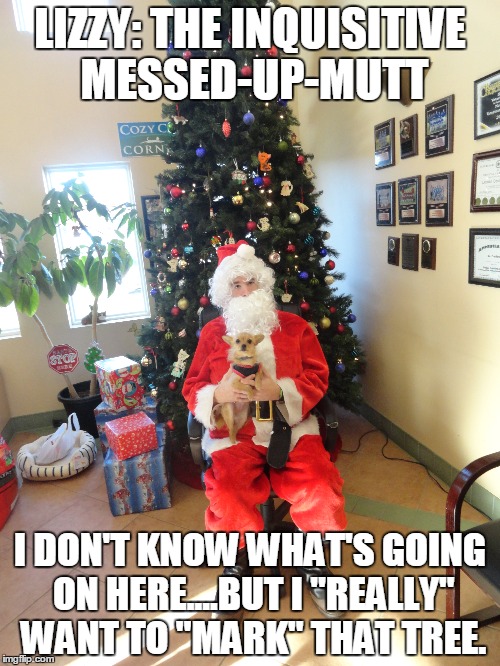 Lizzy: The Inquisitive Messed-Up-Mutt | LIZZY: THE INQUISITIVE MESSED-UP-MUTT I DON'T KNOW WHAT'S GOING ON HERE....BUT I "REALLY" WANT TO "MARK" THAT TREE. | image tagged in funnu,funny dogs,dogs,memes,funny memes | made w/ Imgflip meme maker