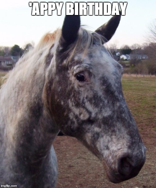 Birthday Horse | 'APPY BIRTHDAY | image tagged in appaloosa,appy,horses,birthday,happy birthday | made w/ Imgflip meme maker