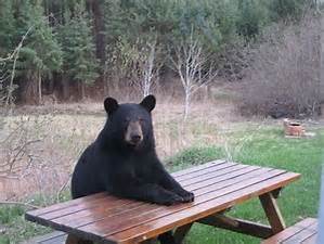 High Quality picnic bear Blank Meme Template