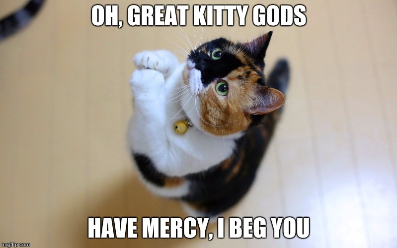 When your cat wants tuna... | OH, GREAT KITTY GODS HAVE MERCY, I BEG YOU | image tagged in begging kitty,funny cat memes | made w/ Imgflip meme maker