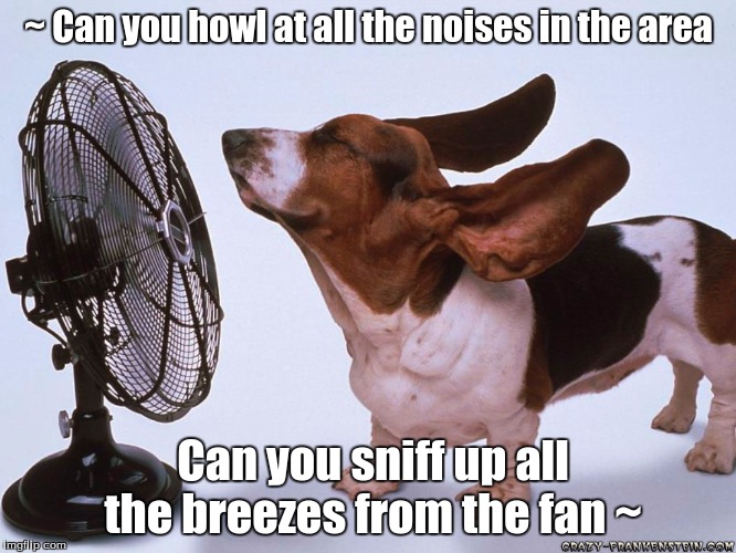 ~ Can you howl at all the noises in the area Can you sniff up all the breezes from the fan ~ | image tagged in cute dog,parody,comedy,humor | made w/ Imgflip meme maker