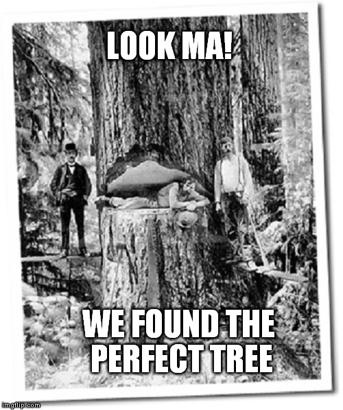 Lumberjack | LOOK MA! WE FOUND THE PERFECT TREE | image tagged in lumberjack | made w/ Imgflip meme maker