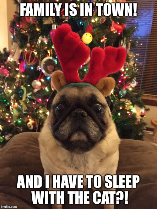 Pugchristmas | FAMILY IS IN TOWN! AND I HAVE TO SLEEP WITH THE CAT?! | image tagged in pugchristmas | made w/ Imgflip meme maker