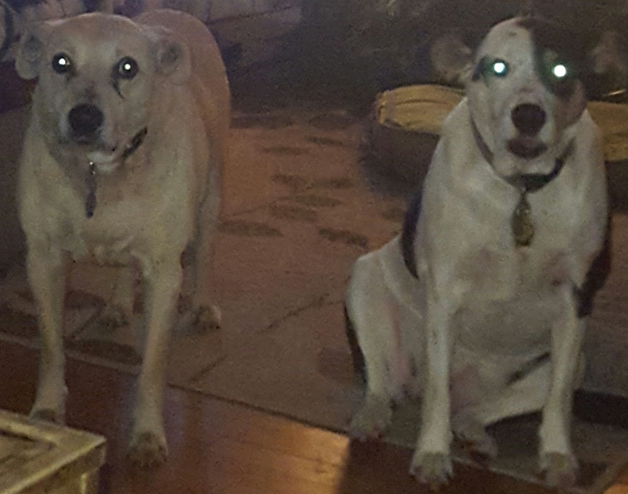 High Quality Zombie Dogs Blank Meme Template