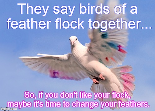 Change Your Feathers | They say birds of a feather flock together... So, if you don't like your flock, maybe it's time to change your feathers. | image tagged in birds of a feather | made w/ Imgflip meme maker