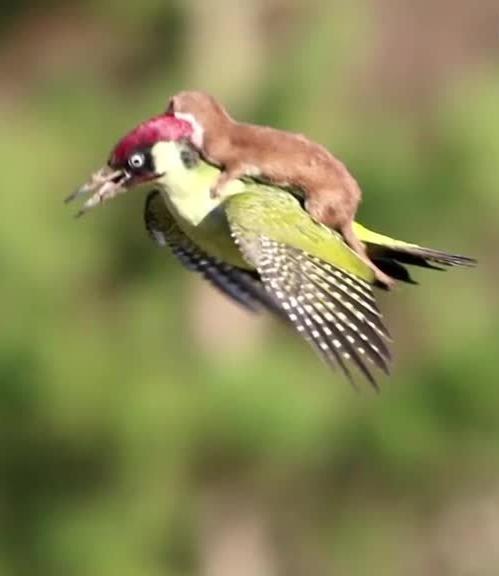 Weasel Riding A Woodpecker Blank Meme Template