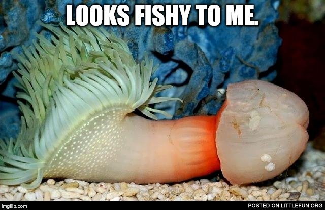 LOOKS FISHY TO ME. | made w/ Imgflip meme maker