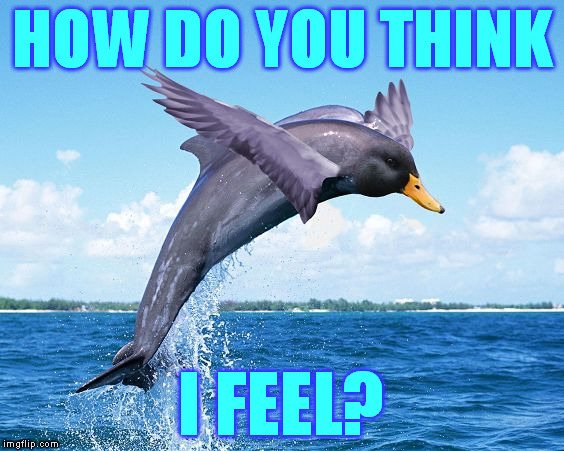 Duckphin | HOW DO YOU THINK I FEEL? | image tagged in duckphin | made w/ Imgflip meme maker
