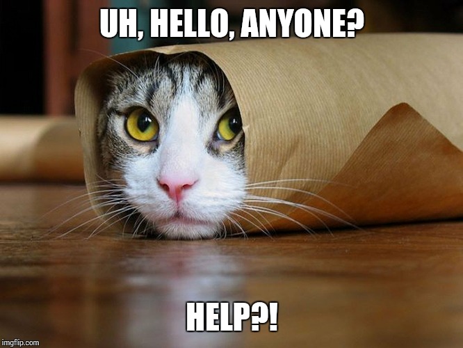 UH, HELLO, ANYONE? HELP?! | image tagged in funny cat memes | made w/ Imgflip meme maker