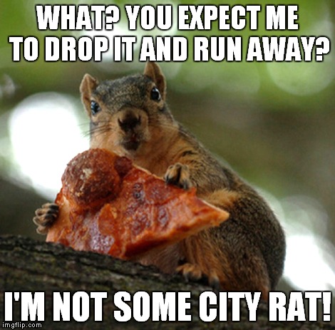 Squirrels are much smarter than rats! | WHAT? YOU EXPECT ME TO DROP IT AND RUN AWAY? I'M NOT SOME CITY RAT! | image tagged in squirrel,pizza,funny,what | made w/ Imgflip meme maker