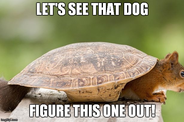 turtle Memes & GIFs - Imgflip