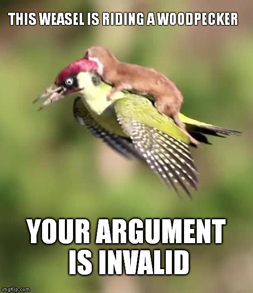 Your Argument Is Invalid | THIS WEASEL IS RIDING A WOODPECKER YOUR ARGUMENT IS INVALID | image tagged in weasel,woodpecker,your argument is invalid,wtf,memes | made w/ Imgflip meme maker