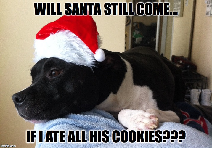 Waiting on Santa... | WILL SANTA STILL COME... IF I ATE ALL HIS COOKIES??? | image tagged in pitbull,santa,dogs,funny memes,funny dogs,pets | made w/ Imgflip meme maker