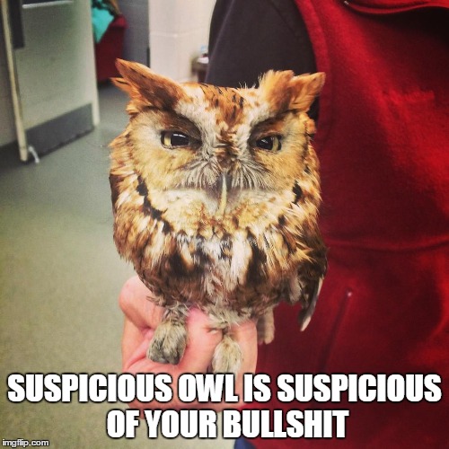 Suspicious Owl | SUSPICIOUS OWL IS SUSPICIOUS OF YOUR BULLSHIT | image tagged in suspicious owl,suspicious,bullshit,owl face | made w/ Imgflip meme maker