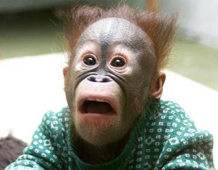 Shimpanzee Monkey Hipster Undercat Hair Vector Stock Vector (Royalty Free)  574282486 | Shutterstock
