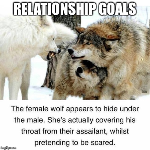 RELATIONSHIP GOALS | image tagged in relationships,wolf,goals,good girlfriend | made w/ Imgflip meme maker