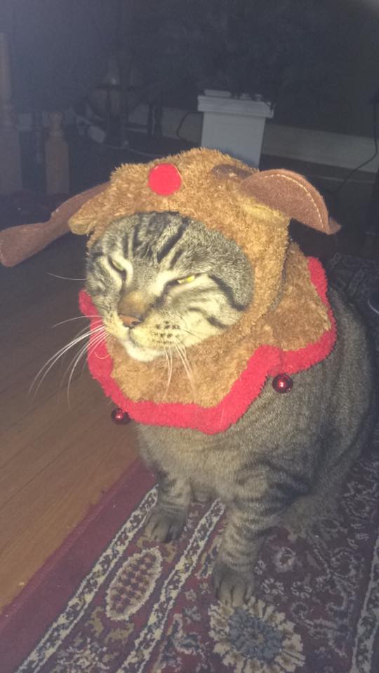 Christmas Cat Blank Meme Template