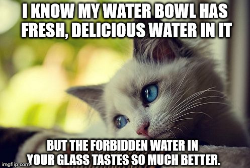 First World Problems Cat | I KNOW MY WATER BOWL HAS FRESH, DELICIOUS WATER IN IT BUT THE FORBIDDEN WATER IN YOUR GLASS TASTES SO MUCH BETTER. | image tagged in memes,first world problems cat | made w/ Imgflip meme maker
