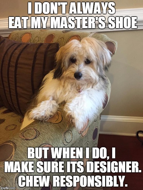 I DON'T ALWAYS EAT MY MASTER'S SHOE BUT WHEN I DO, I MAKE SURE ITS DESIGNER. CHEW RESPONSIBLY. | image tagged in the most interesting dog in the world | made w/ Imgflip meme maker
