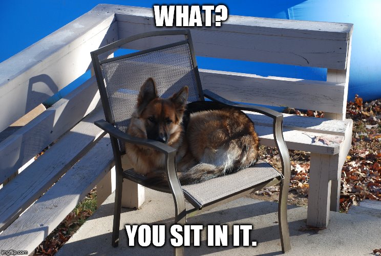  Life of Dog | WHAT? YOU SIT IN IT. | image tagged in memes,dogs | made w/ Imgflip meme maker