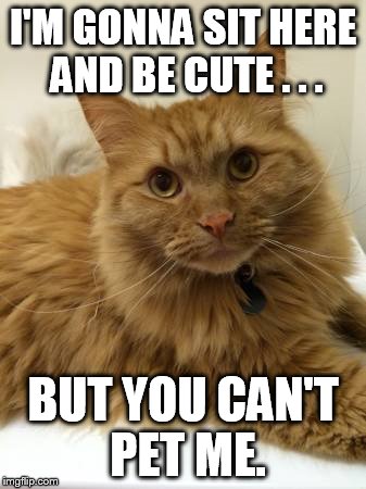 Cat Torture Systems | I'M GONNA SIT HERE AND BE CUTE . . . BUT YOU CAN'T PET ME. | image tagged in cats,memes,cute cats,tamarindo,leainaluv | made w/ Imgflip meme maker