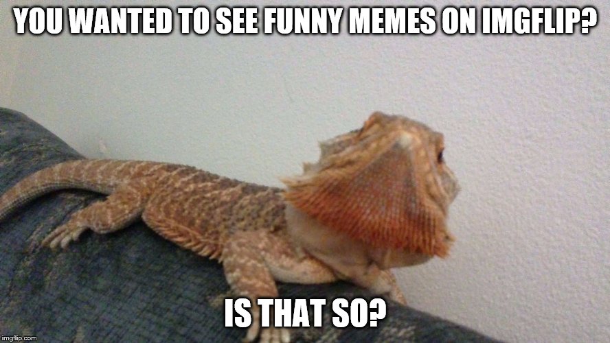 Oh is that so lizard | YOU WANTED TO SEE FUNNY MEMES ON IMGFLIP? IS THAT SO? | image tagged in oh is that so lizard | made w/ Imgflip meme maker