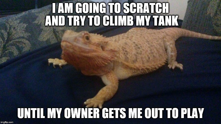 I AM GOING TO SCRATCH AND TRY TO CLIMB MY TANK UNTIL MY OWNER GETS ME OUT TO PLAY | image tagged in mischevious lizard | made w/ Imgflip meme maker