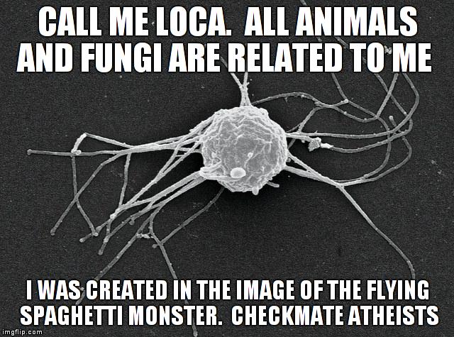 You can call me LOCA | CALL ME LOCA.  ALL ANIMALS AND FUNGI ARE RELATED TO ME I WAS CREATED IN THE IMAGE OF THE FLYING SPAGHETTI MONSTER.  CHECKMATE ATHEISTS | image tagged in loca,flying spaghetti monster | made w/ Imgflip meme maker