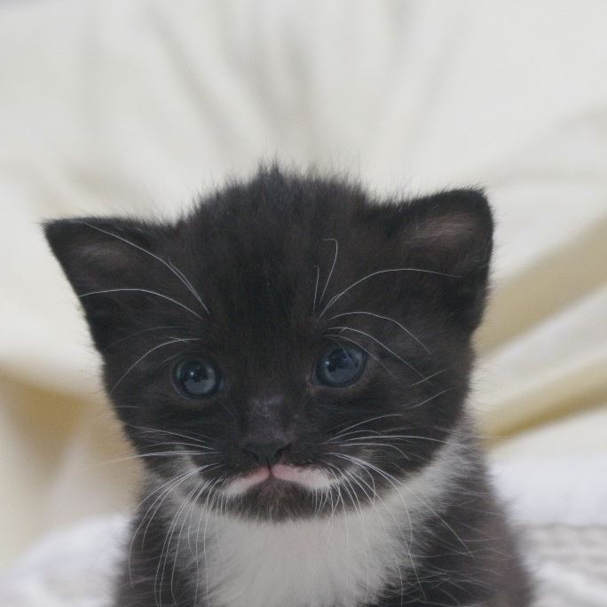 itpkitten Blank Meme Template