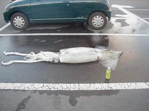 Squid Parking Blank Meme Template