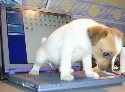 puppy pee laptop Blank Meme Template