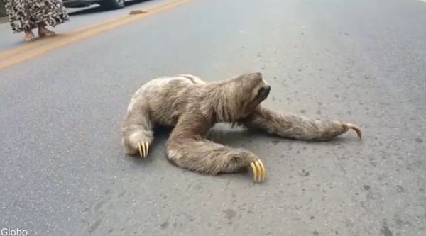 sloth on road Blank Meme Template