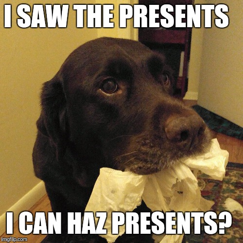I can haz presents?  | I SAW THE PRESENTS I CAN HAZ PRESENTS? | image tagged in chuckie the chocolate lab,christmas,funny dog,funny memes,presents | made w/ Imgflip meme maker