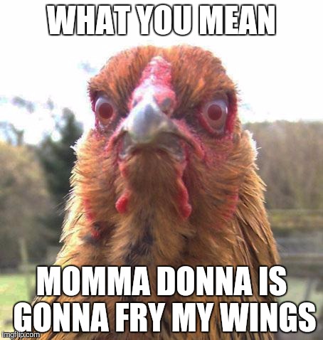 Chicken Brod | WHAT YOU MEAN MOMMA DONNA IS GONNA FRY MY WINGS | image tagged in chicken brod | made w/ Imgflip meme maker