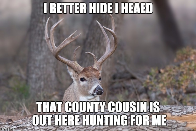 Deer | I BETTER HIDE I HEAED THAT COUNTY COUSIN IS OUT HERE HUNTING FOR ME | image tagged in deer | made w/ Imgflip meme maker