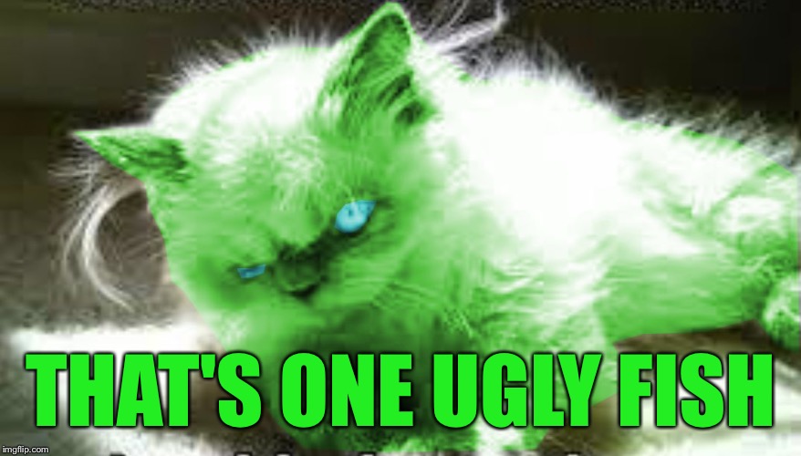 mad raycat | THAT'S ONE UGLY FISH | image tagged in mad raycat | made w/ Imgflip meme maker