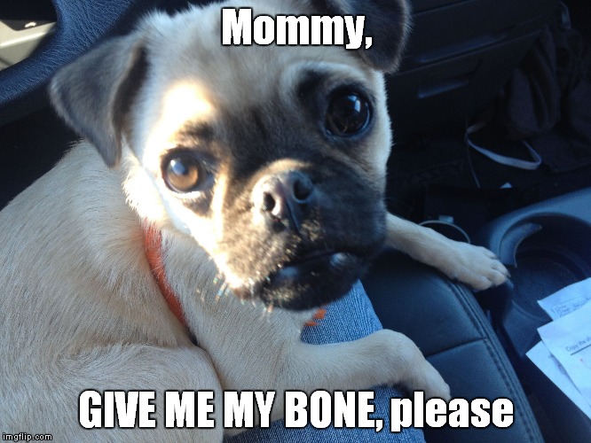 Cute Little Puggle | Mommy, GIVE ME MY BONE, please | image tagged in cute little puggle | made w/ Imgflip meme maker