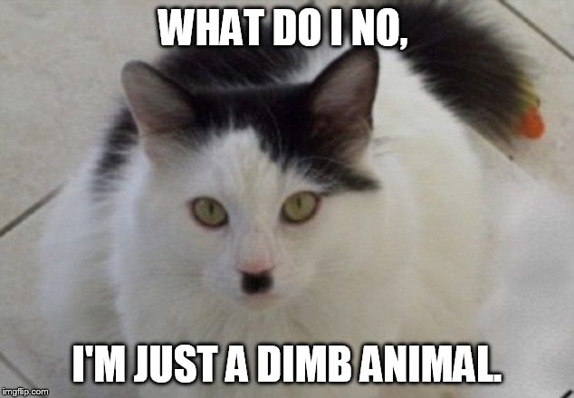 WHAT DO I NO, I'M JUST A DIMB ANIMAL. | made w/ Imgflip meme maker