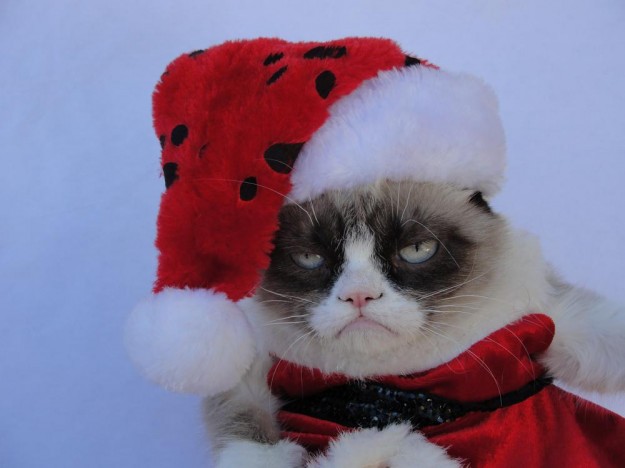 High Quality grumpy cats anta Blank Meme Template