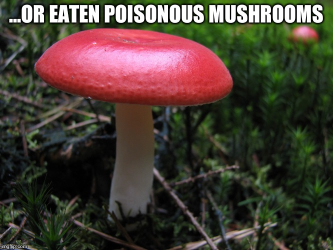 Embarrassed Mushroom | ...OR EATEN POISONOUS MUSHROOMS | image tagged in embarrassed mushroom | made w/ Imgflip meme maker