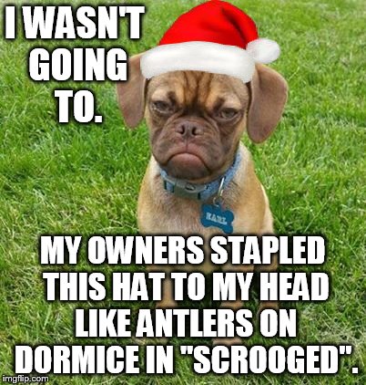 I WASN'T GOING TO. MY OWNERS STAPLED THIS HAT TO MY HEAD LIKE ANTLERS ON DORMICE IN "SCROOGED". | made w/ Imgflip meme maker